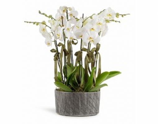 8 dal beyaz orkide iei