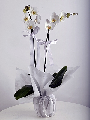 Ikili Beyaz Orkide